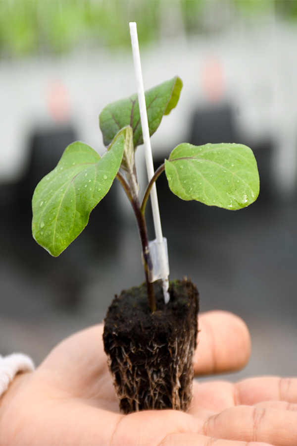 Plant Aubergine greffé