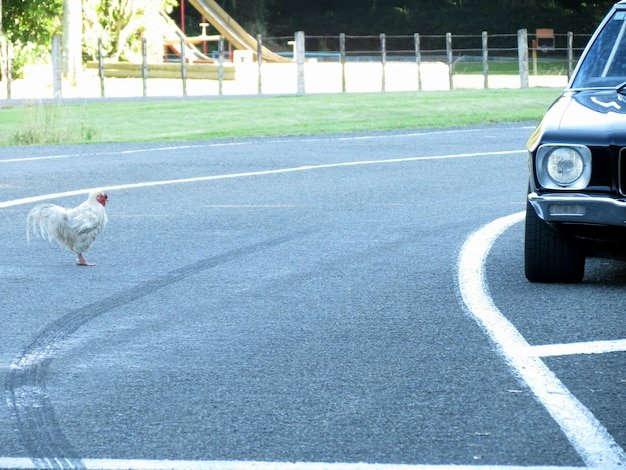 Descoperă Secretele Jocului de Noroc Chicken Road în România în Romania